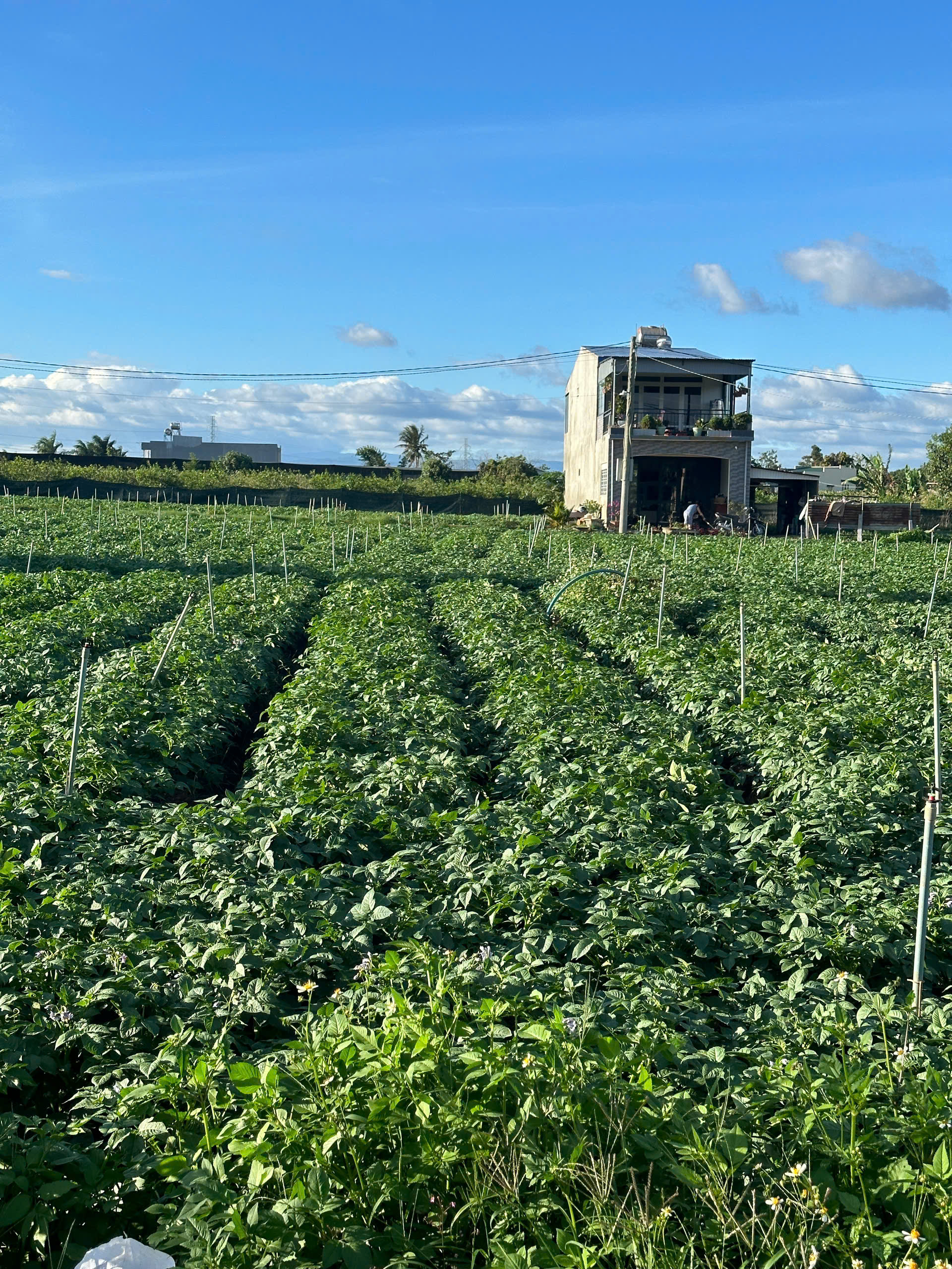 BÁN 505m2 ĐẤT TỔ 32 THỊ TRẤN LIÊN NGHĨA ĐỨC TRỌNG - LÂM ĐỒNG